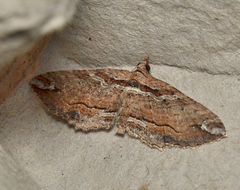 Chrysolarentia leucophanes