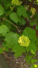 Viburnum