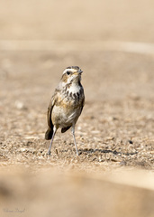 Luscinia svecica