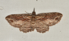 Chloroclystis filata