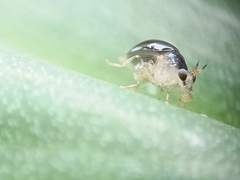 Celyphidae