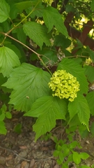 Viburnum