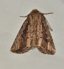 Dasygaster ligniplena