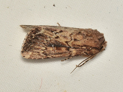 Dasygaster ligniplena