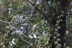 Philemon corniculatus
