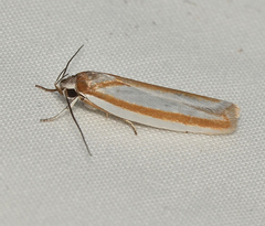 Xylorycta parabolella