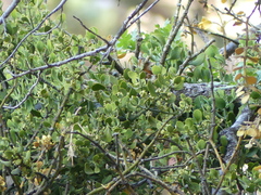 Phoradendron leucarpum