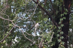 Philemon corniculatus