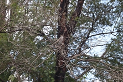 Philemon corniculatus