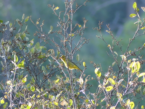iNaturalist observation photo of Western Tanager