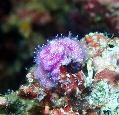 Zanclea