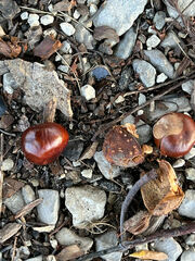 Aesculus hippocastanum