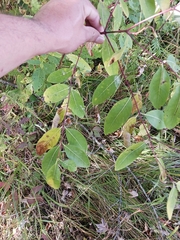 Apocynum androsaemifolium