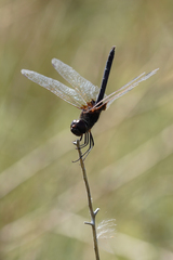 Macrodiplax balteata