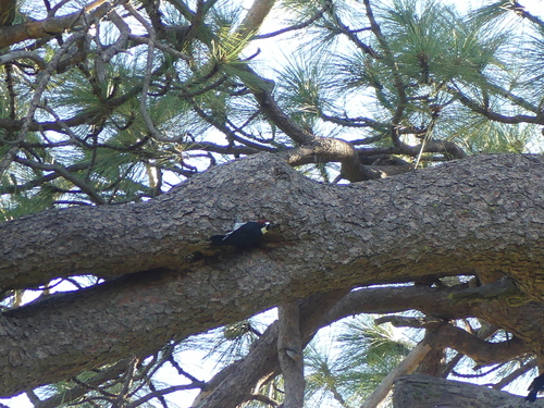 iNaturalist observation photo of Acorn Woodpecker