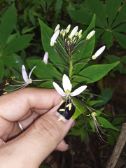 Cleome