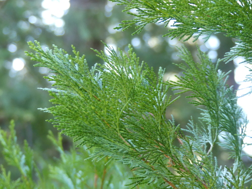 iNaturalist observation photo of California incense-cedar