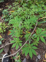 Cleome