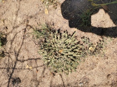 Euphorbia davyi