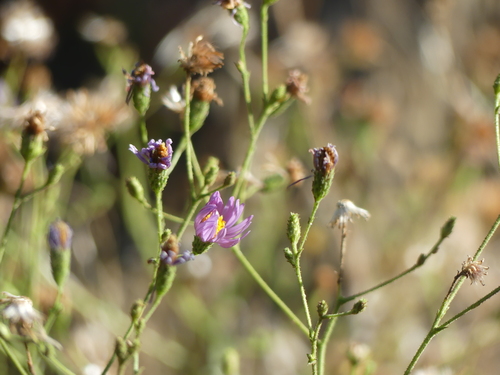 iNaturalist observation photo of California Aster