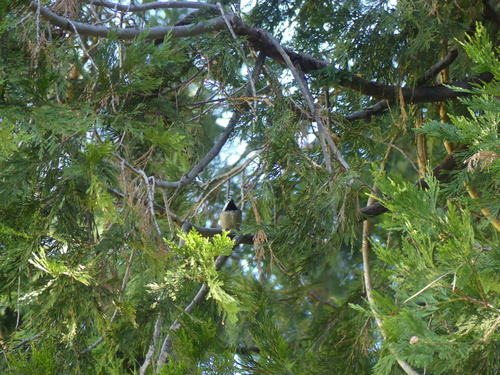 iNaturalist observation photo of Mountain Chickadee