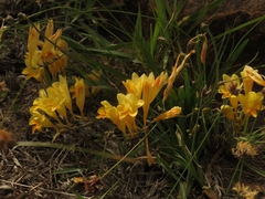 Freesia corymbosa