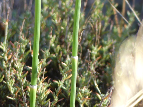 iNaturalist observation photo of horsetails