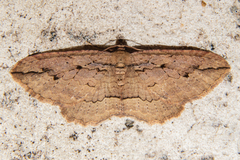 Austrocidaria