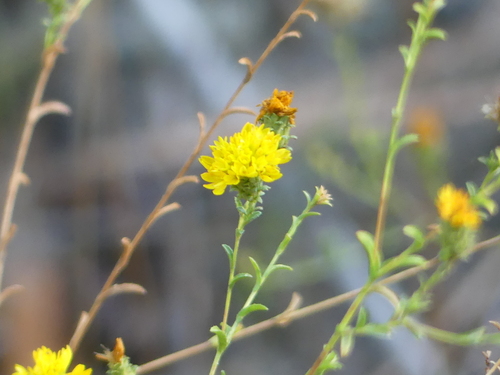 iNaturalist observation photo of Lessingia