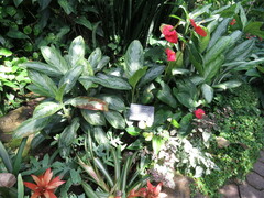 Aglaonema