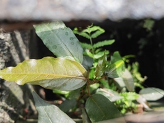 Ficus virens