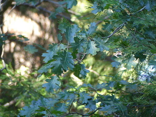 iNaturalist observation photo of California black oak