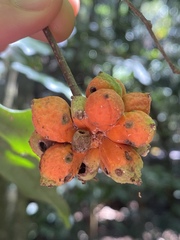 Pseuduvaria mulgraveana