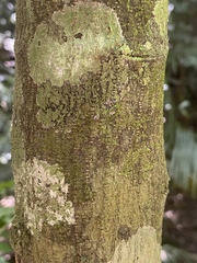 Pseuduvaria mulgraveana
