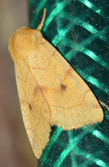 Enargia paleacea