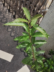 Ficus virens