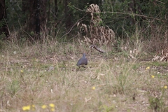 Leucosarcia melanoleuca