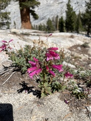 Penstemon newberryi
