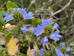 Scaevola nitida