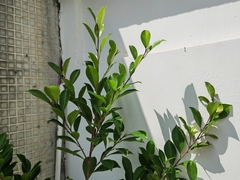 Ficus microcarpa