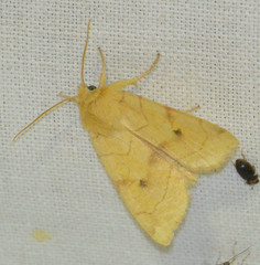 Enargia paleacea