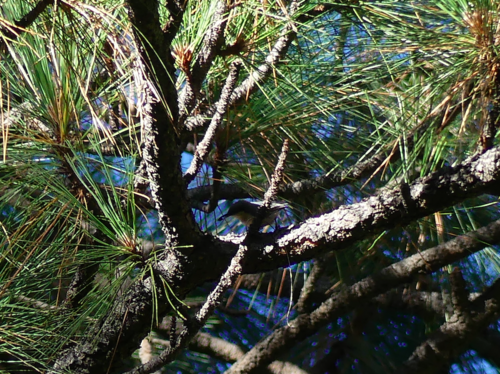 iNaturalist observation photo of Pygmy Nuthatch