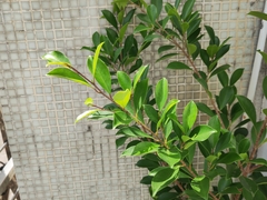 Ficus microcarpa