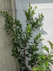 Ficus microcarpa