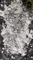 Lepraria membranacea