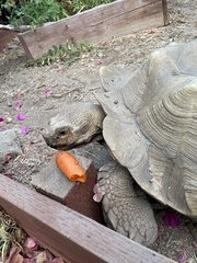 Centrochelys sulcata