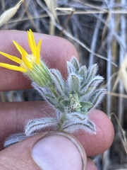 Heterotheca sessiliflora