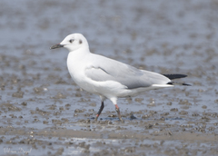 Chroicocephalus brunnicephalus