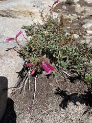 Penstemon newberryi