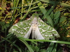 Aenetus virescens